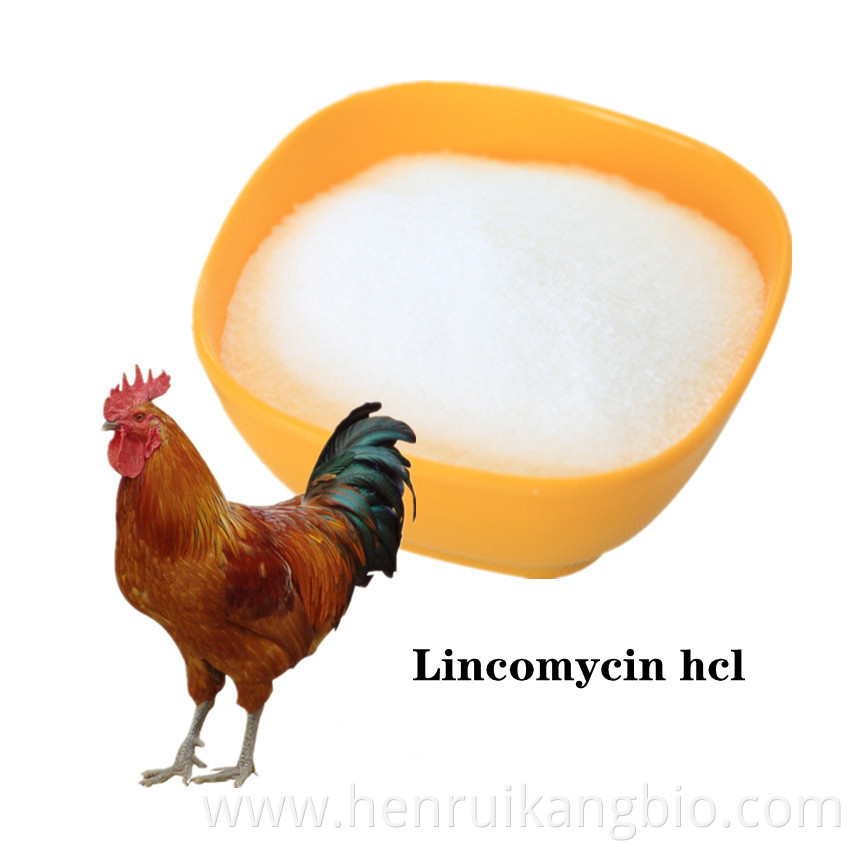 Lincomycin hcl powder